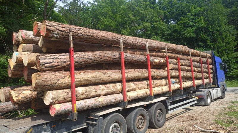 ROUND PINEWOOD WITH BARK