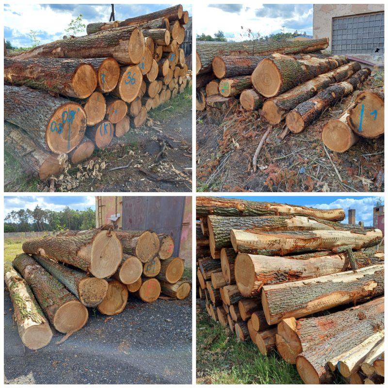 ROUND OAK WOOD WITH BARK