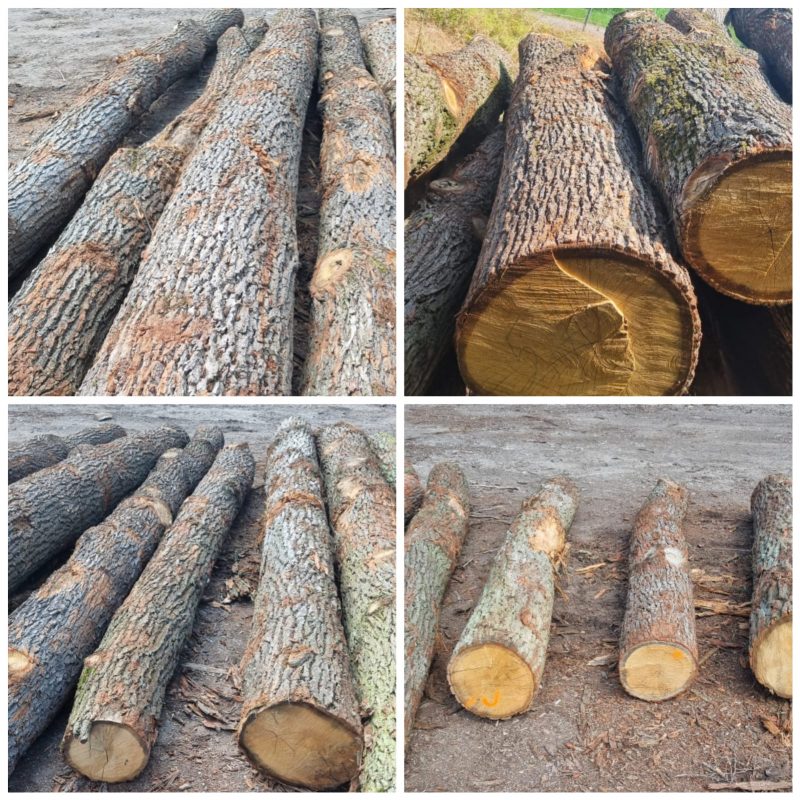 ROUND OAK WOOD WITH BARK