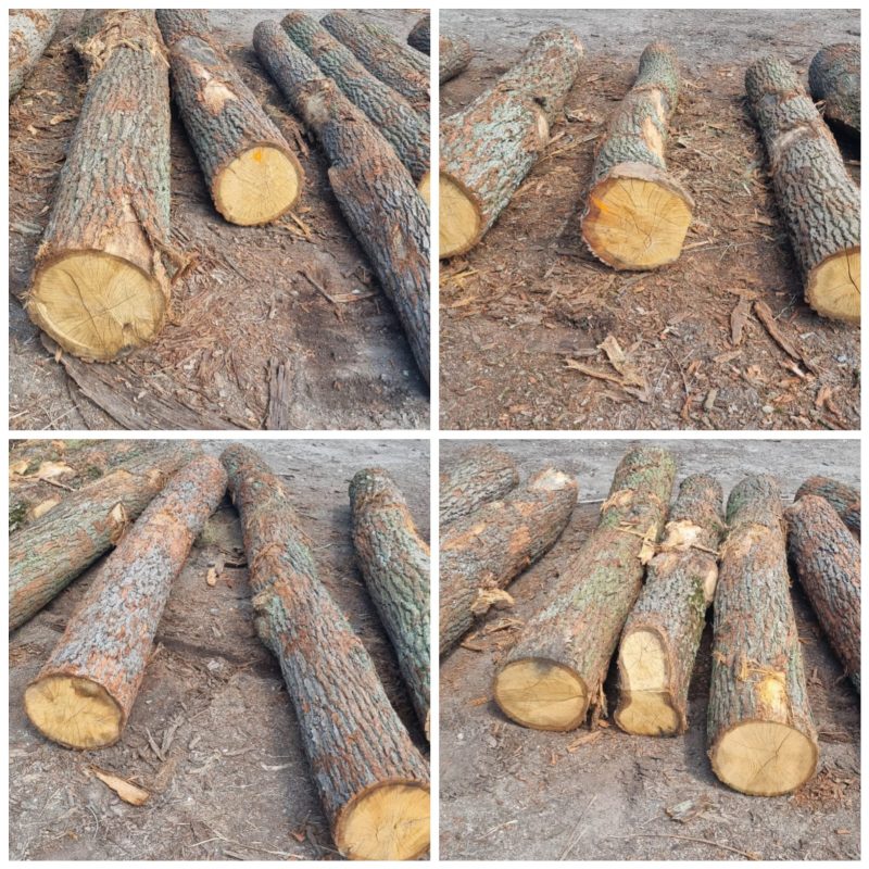 ROUND OAK WOOD WITH BARK