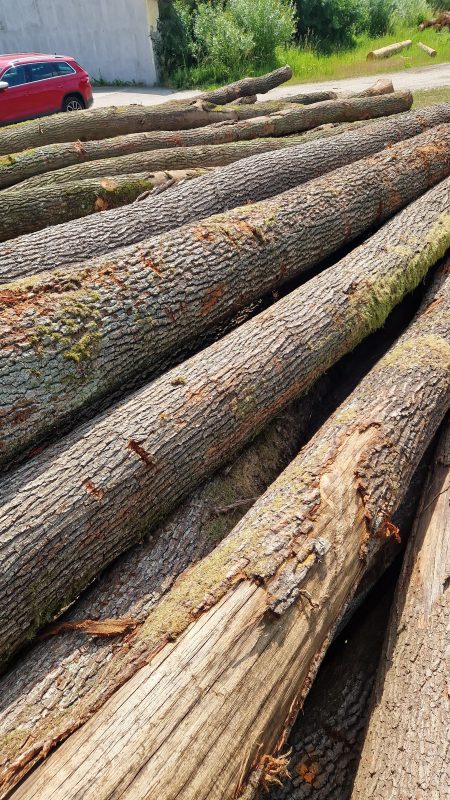 ROUND OAK WOOD WITH BARK