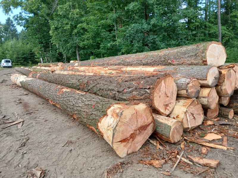 DOUGLAS-FIR LOGS