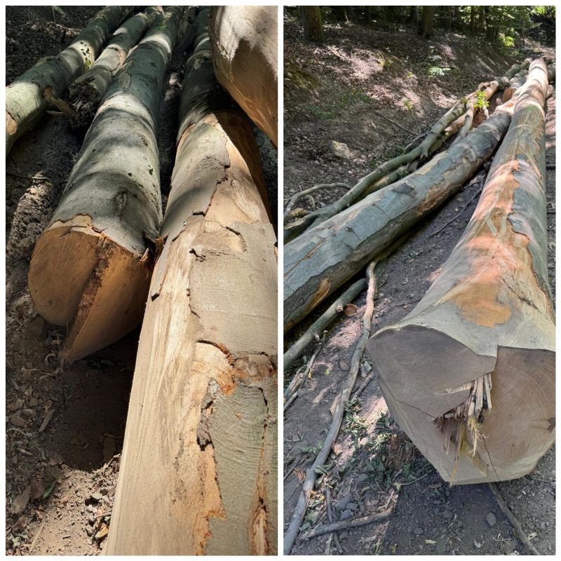 ROUND BEECHWOOD WITH BARK