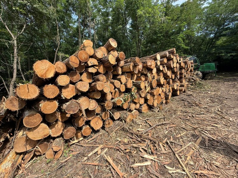 ACACIA LOGS