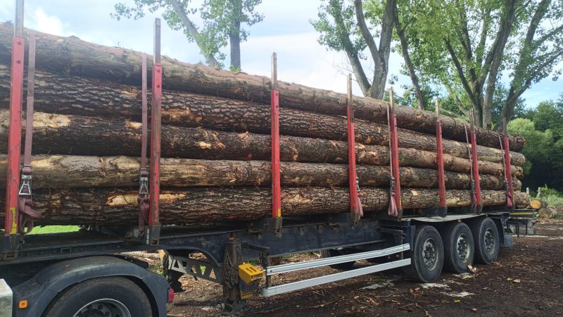ROUND PINEWOOD WITH BARK