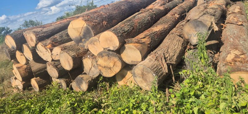 ROUND OAK WOOD WITH BARK
