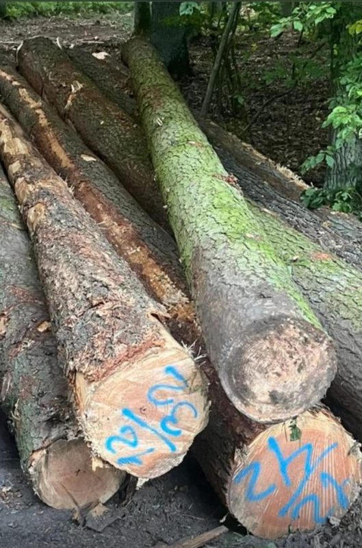 DOUGLAS-FIR LOGS