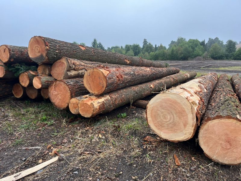 DOUGLAS-FIR LOGS