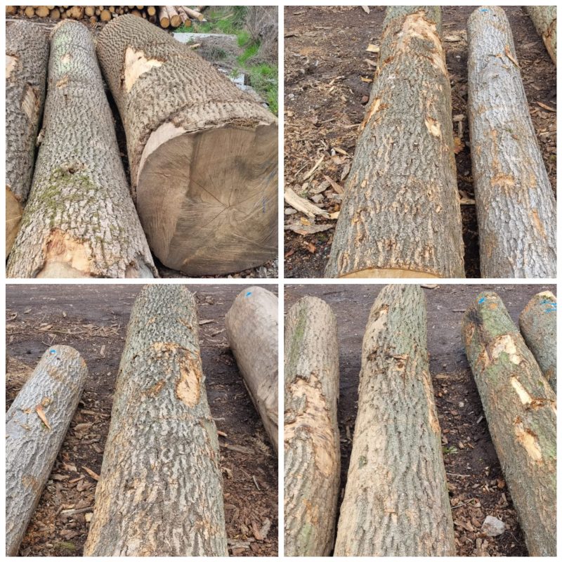 ROUND ASH WOOD WITH BARK