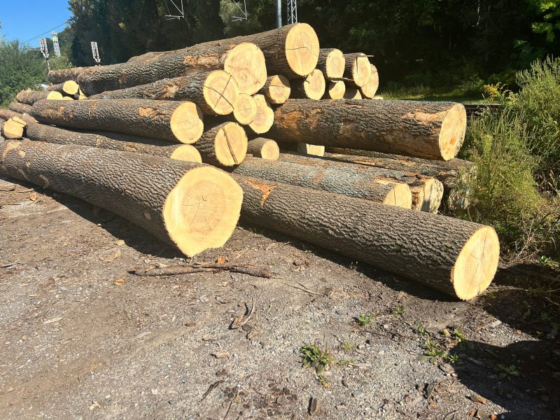 ROUND ASH WOOD WITH BARK