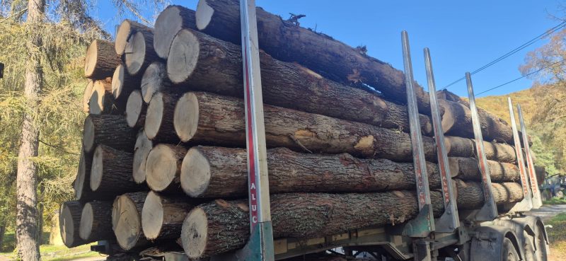 ROUND OAK WOOD WITH BARK