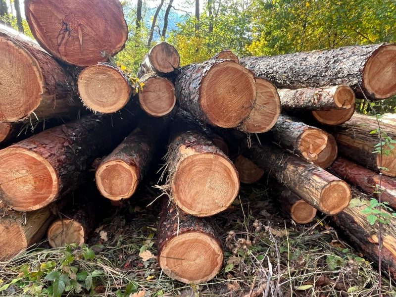 LARCH WOOD ROUND WITH BARK