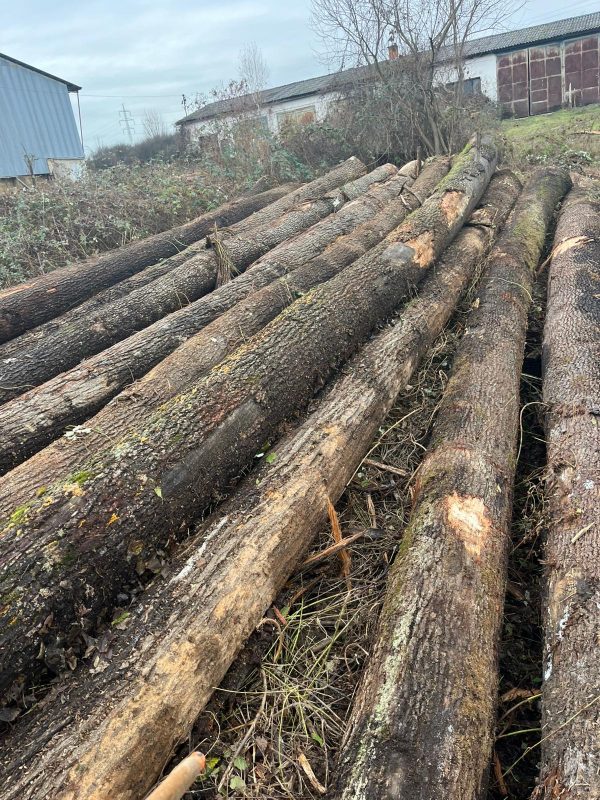 ROUND OAK WOOD WITH BARK
