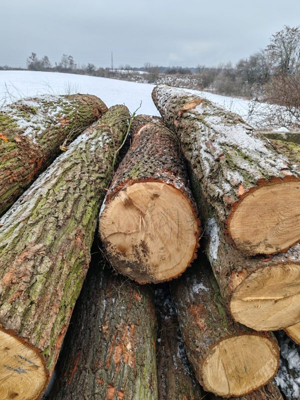 ROUND OAK WOOD WITH BARK