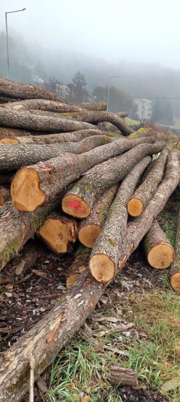 ROUND ALDER WOOD WITH BARK