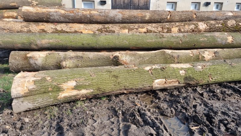 ROUND ASH WOOD WITH BARK-1908.jpg